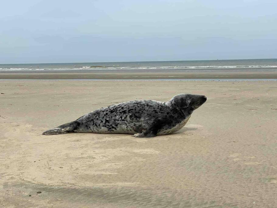 Face A La Mer, Appartement Rdc Bray Dunes Eksteriør bilde